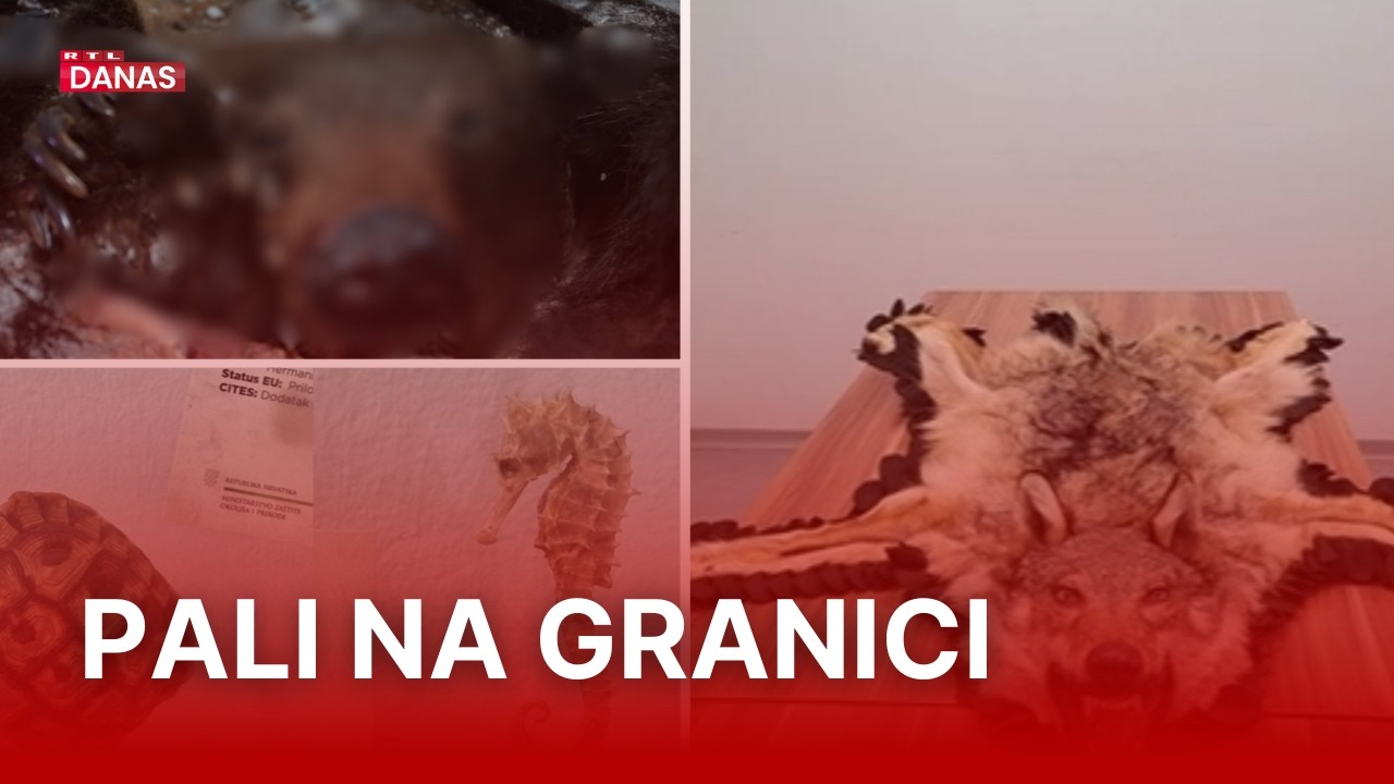 Medvjed, palma, vuk: Evo što su sve putnici pokušali unijeti u našu zemlju | RTL Danas