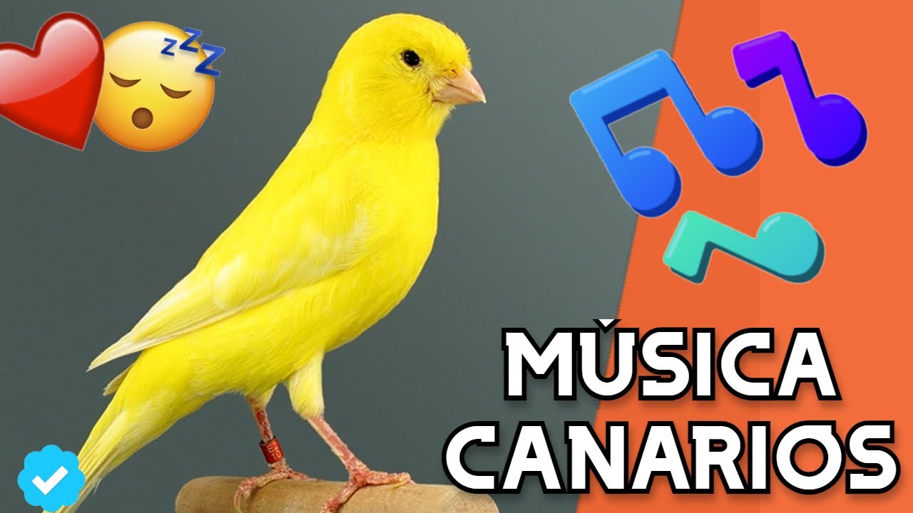 🐦🎵MÚSICA para CANARIOS [RELAJANTE]🐦🎵 - Cómo dormir, relajar y tranquilizar canarios