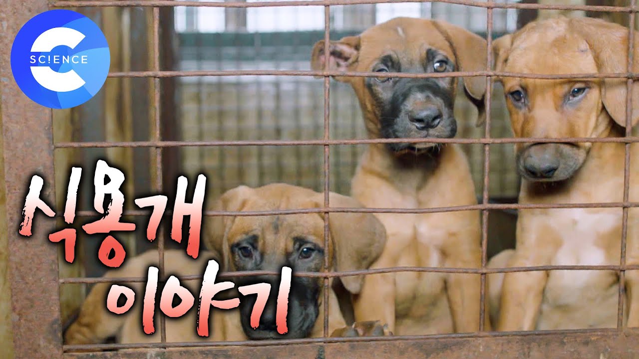 충격 실태🚨 식용개는 어떤 과정을 거쳐 식탁에 오르는가? | 당신이 몰랐던 식용개 이야기 | 다큐프라임