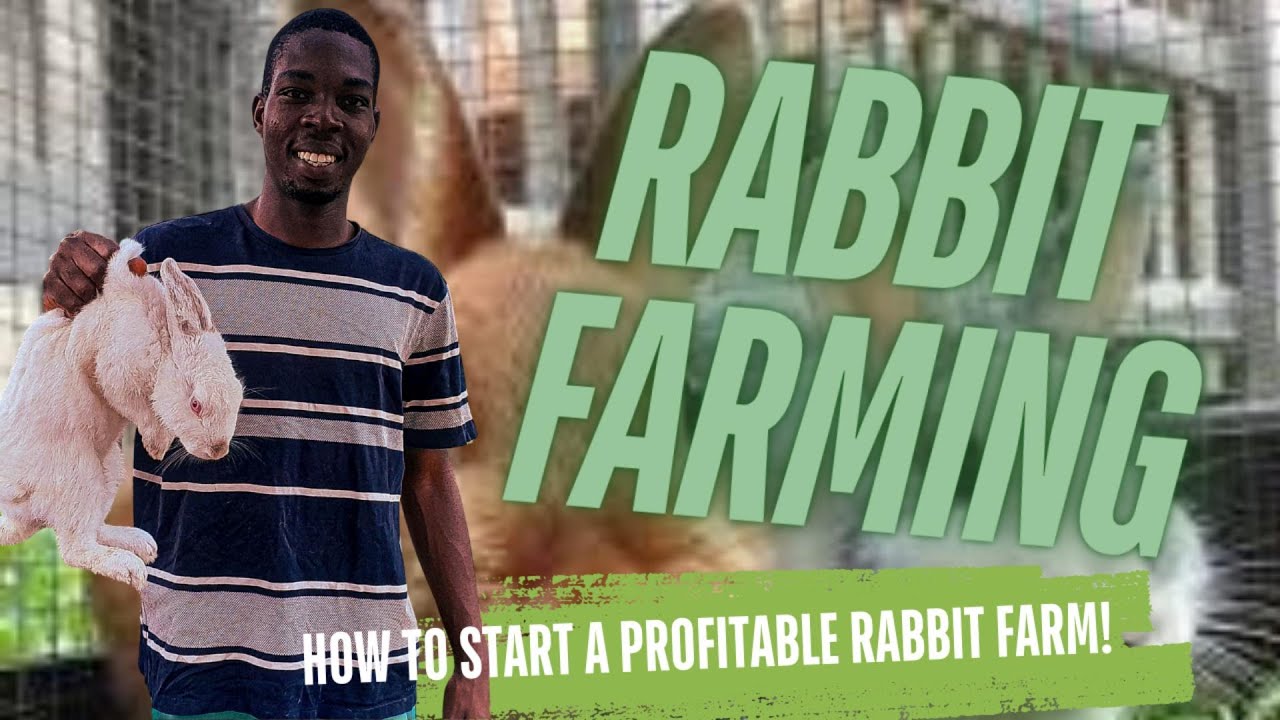 How to start a profitable rabbit farming business