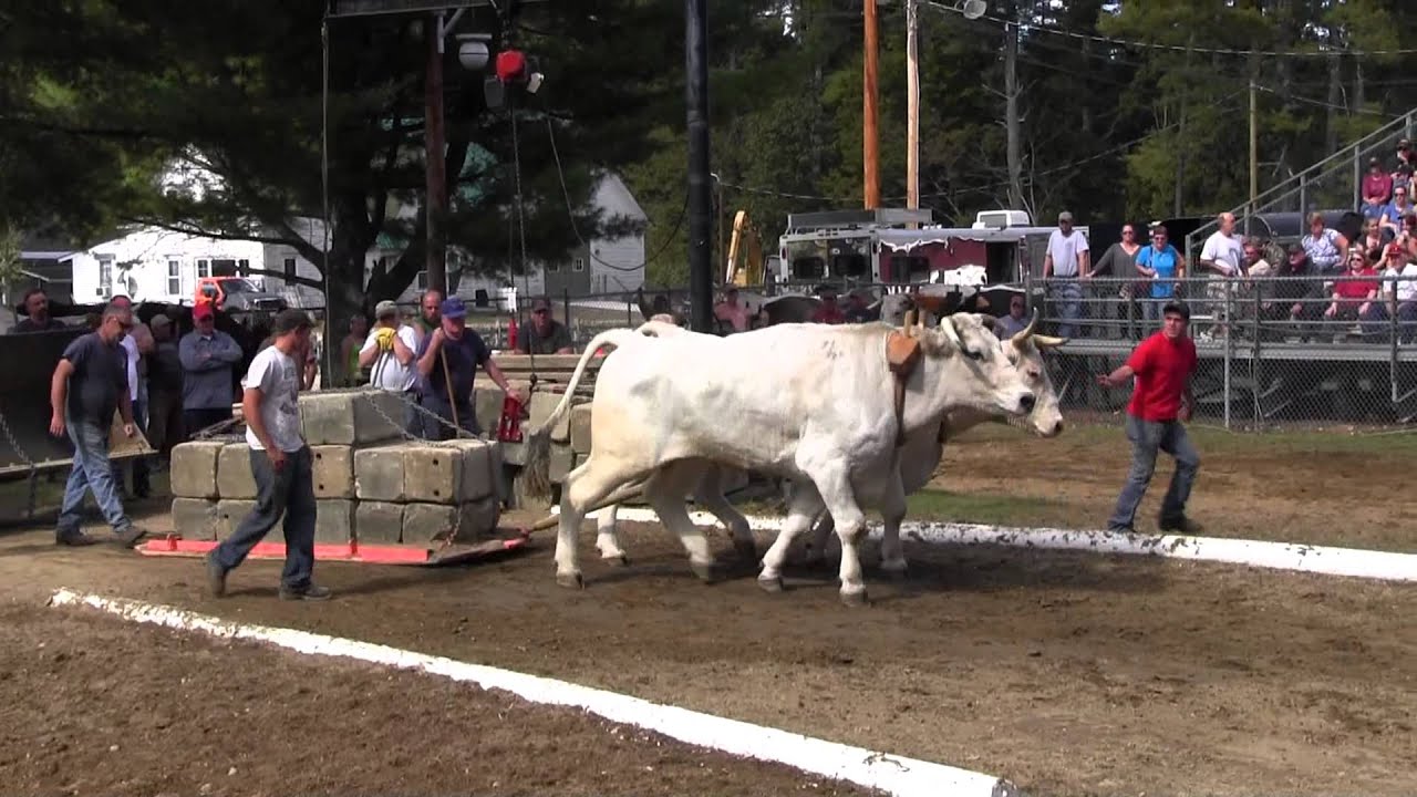 Ox Pull 2013 Deerfield Fair Oxen NH Pulling Video 11