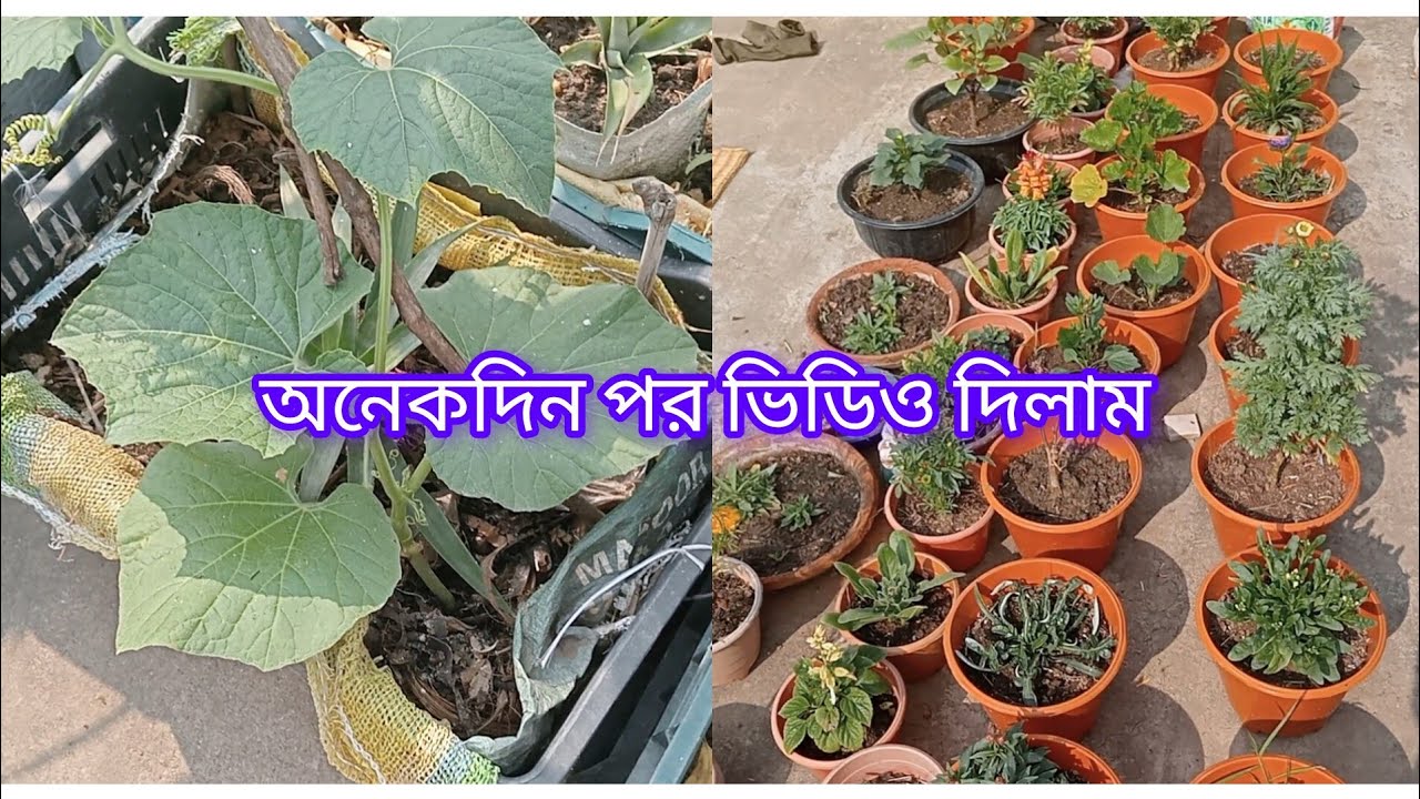 অনেক দিন পর ভিডিও দিলাম।শীতের বাগান কেমন হলো, কি কাজ দিয়ে নতুন করে শুরু করলাম।