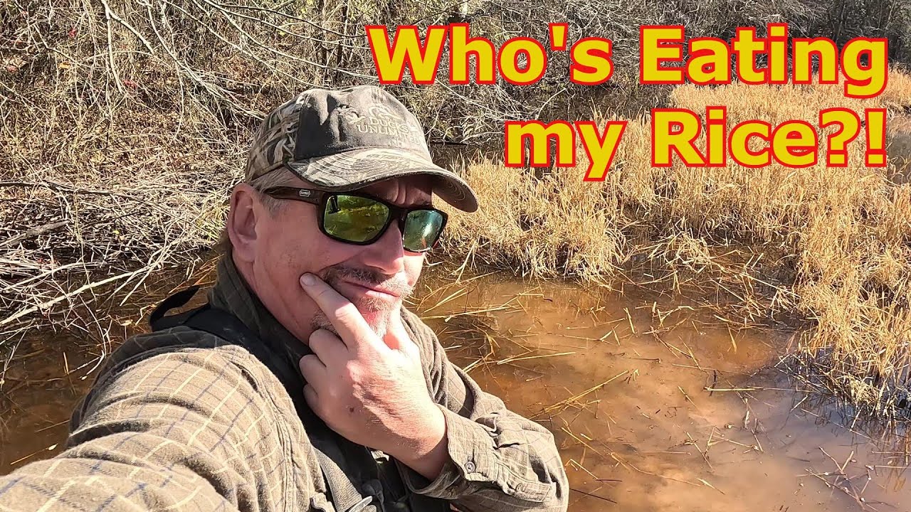 Who's Eating my Rice | Duck Hunting