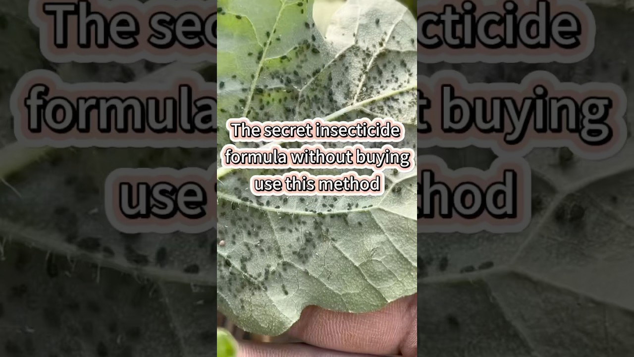 Homemade insecticide and pesticide you can make at Home for free #springcleaning #tidyhouse #fyp