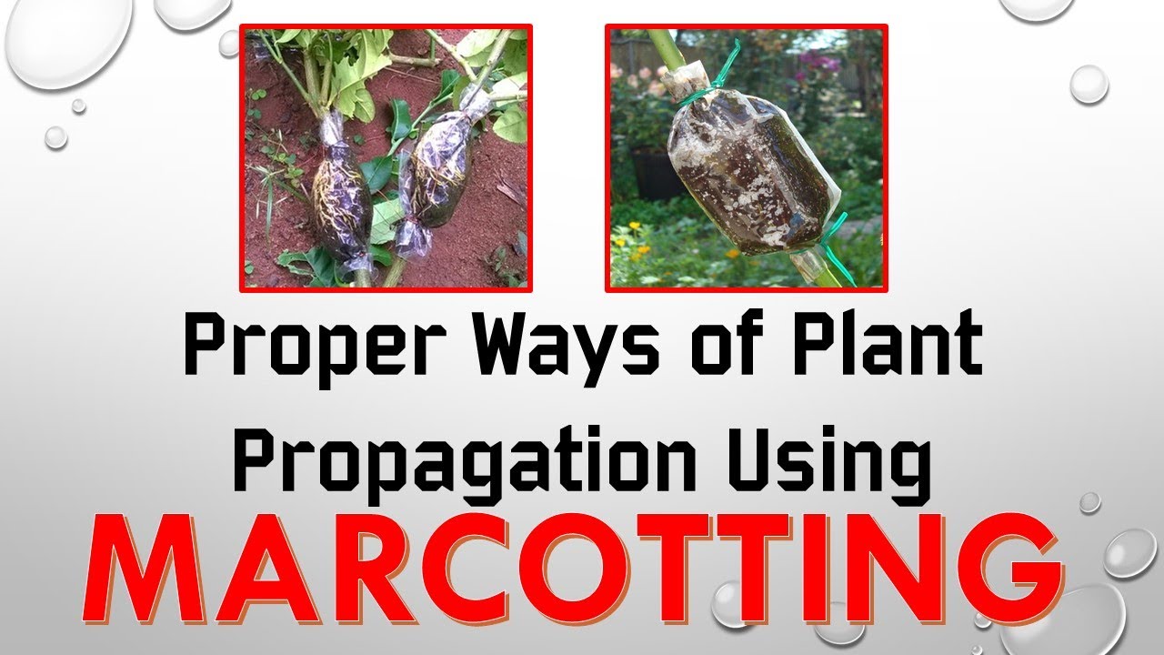 How to do Marcotting || Plant Propagation || Step by Step Proper Way
