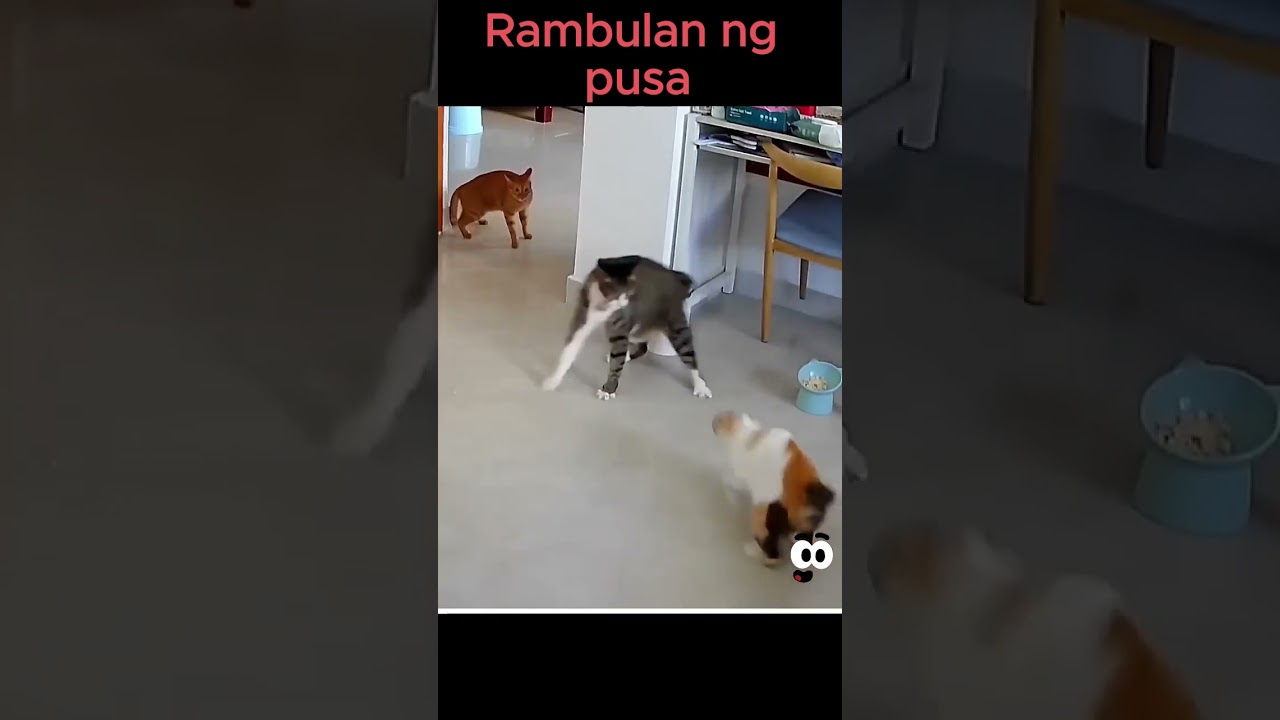 RAMBULAN NG MGA PUSA!! #funny #shortsvideo #shortsviral #animalvideosfunny