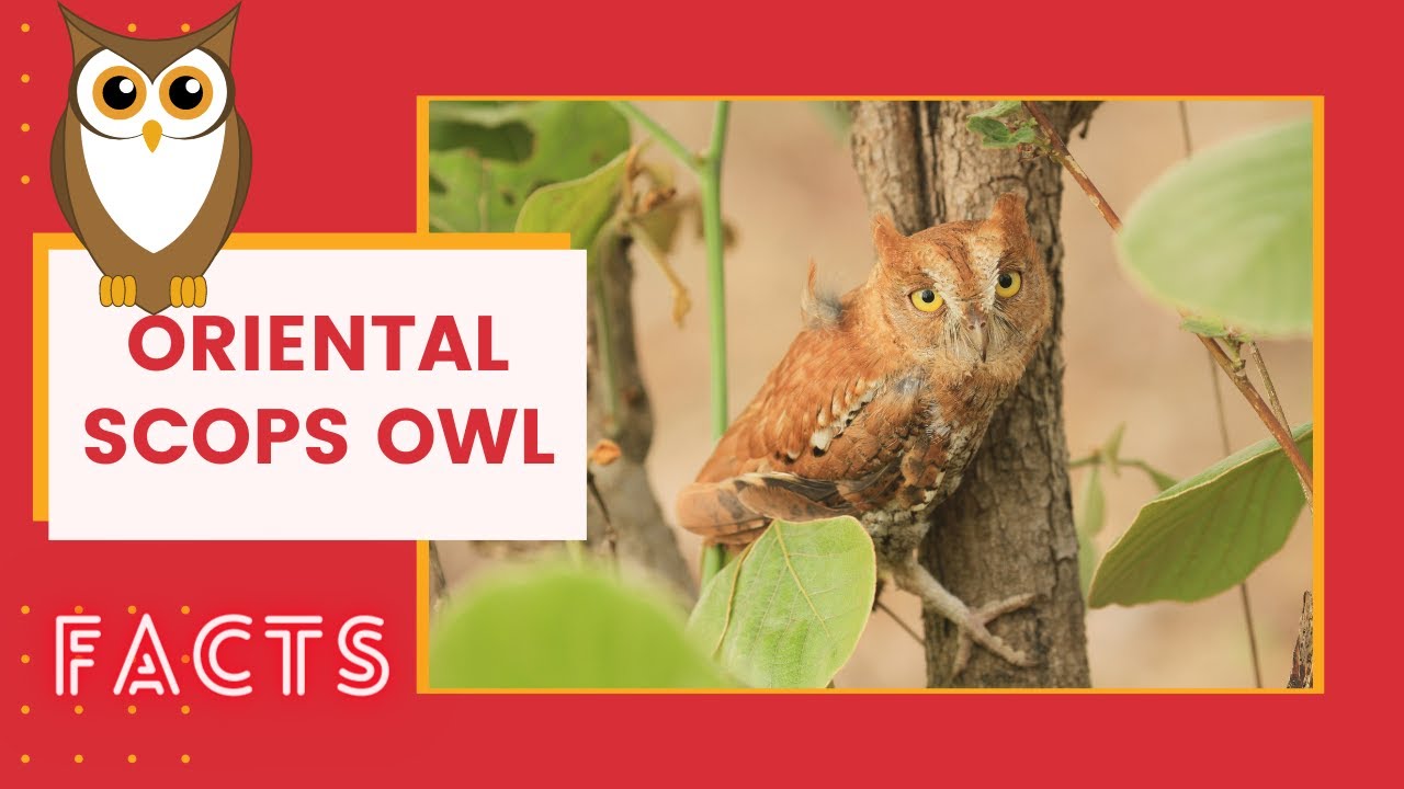 Oriental Scops Owl facts 🦉 don&rsquo;t disturb - they may freeze with eyes half closed 😴