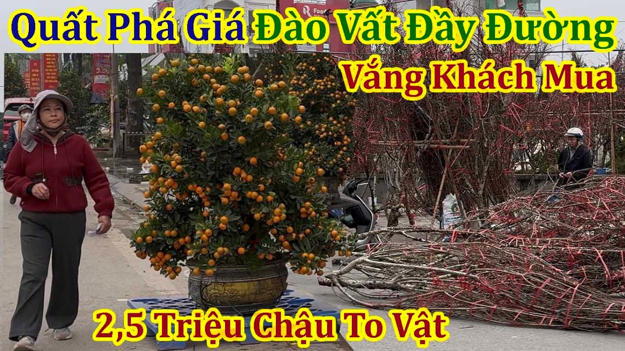 Xuân Bính Ngọ 2025 - Quất Phá Giá Đào Cành Vất Đầy Phố Vắng Khách Mua