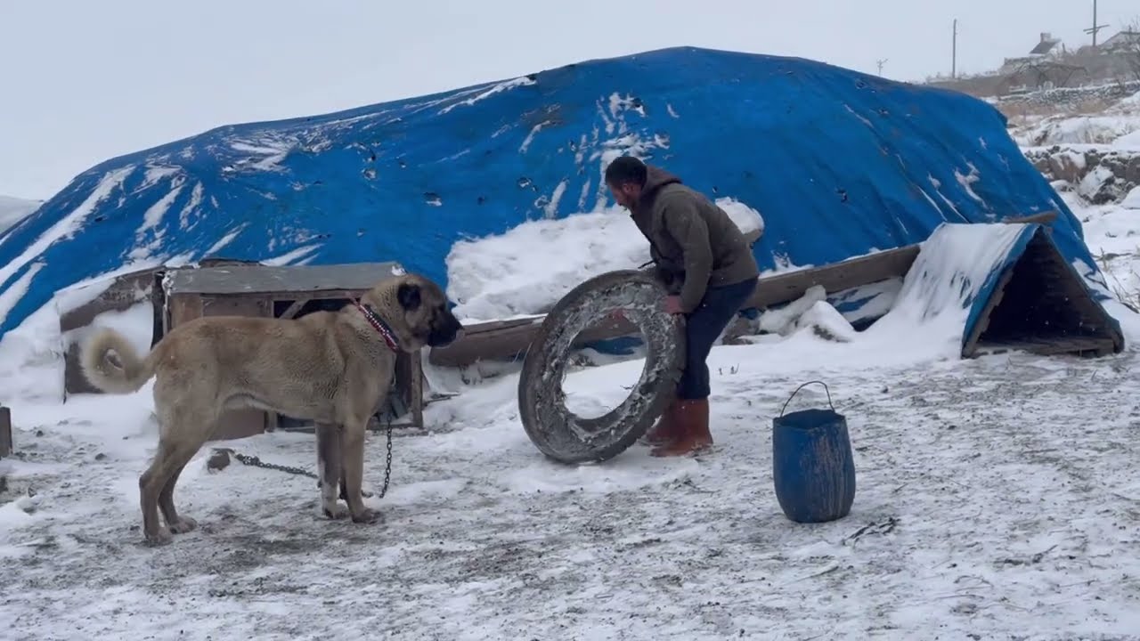 ŞİDETLİ FIRTINADA KOYUN  KUZU BULUŞMASI#keşfet #öneçıkar#karfırtınası#kangal #köpek #koyunkuzu 