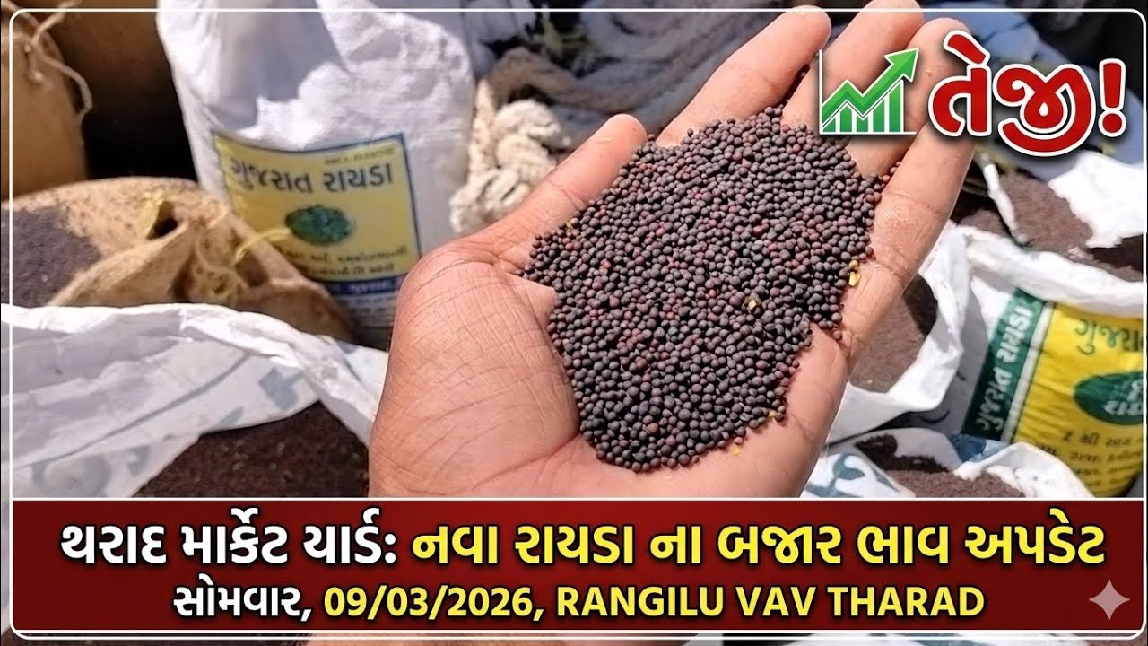 થરાદ માર્કેટ યાર્ડ: રાયડો ભાવમાં તેજી? | Latest Rayda Bhav Update | Rayda na bhav