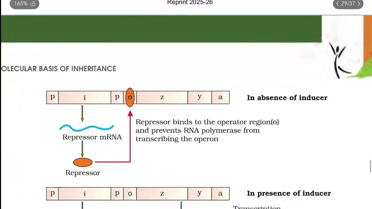 Gene Regulation Explained | Lac Operon Mechanism (Jacob & Monod Model) | NEET Biology