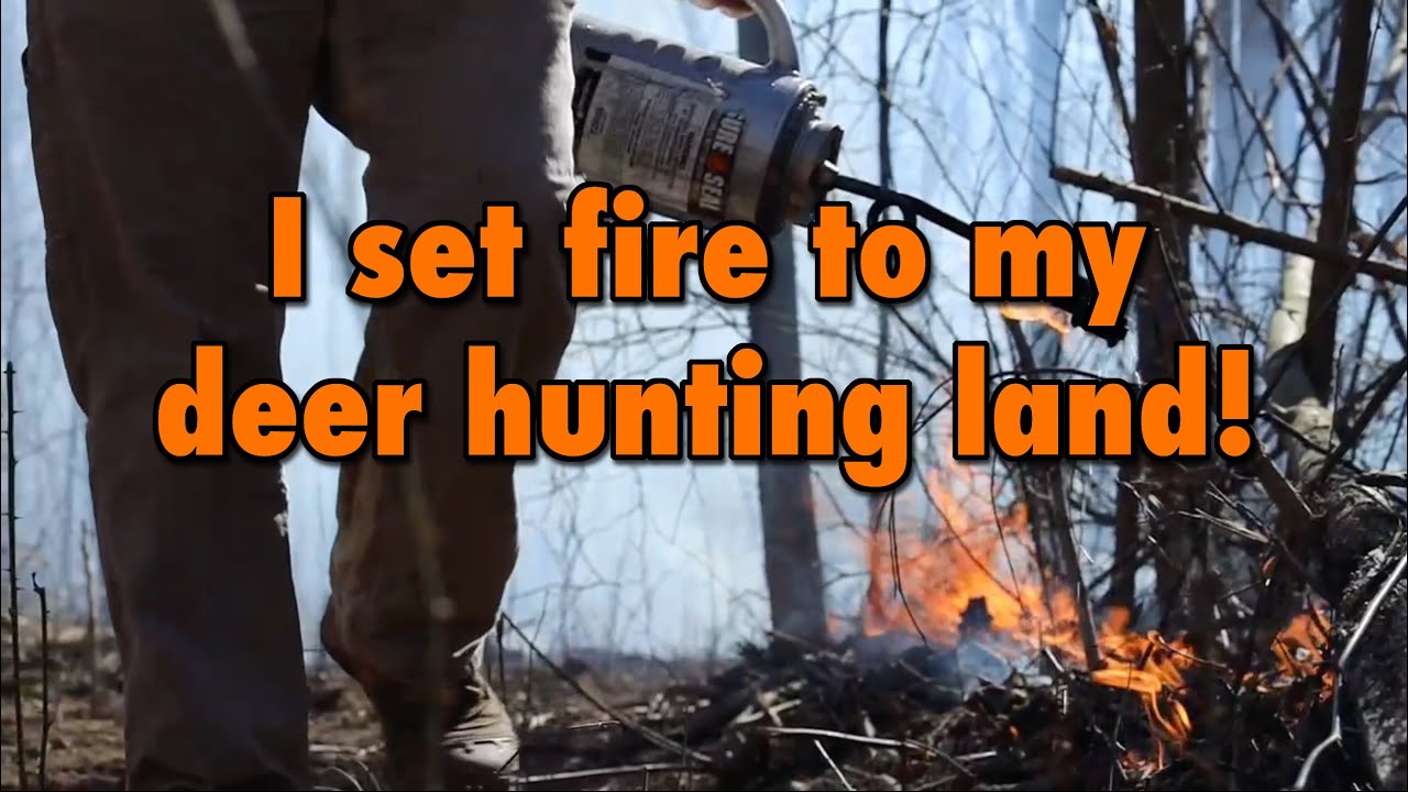 Prescribed fire number 2 at The Farm, this one inside the timber. Creating better wildlife habitat.