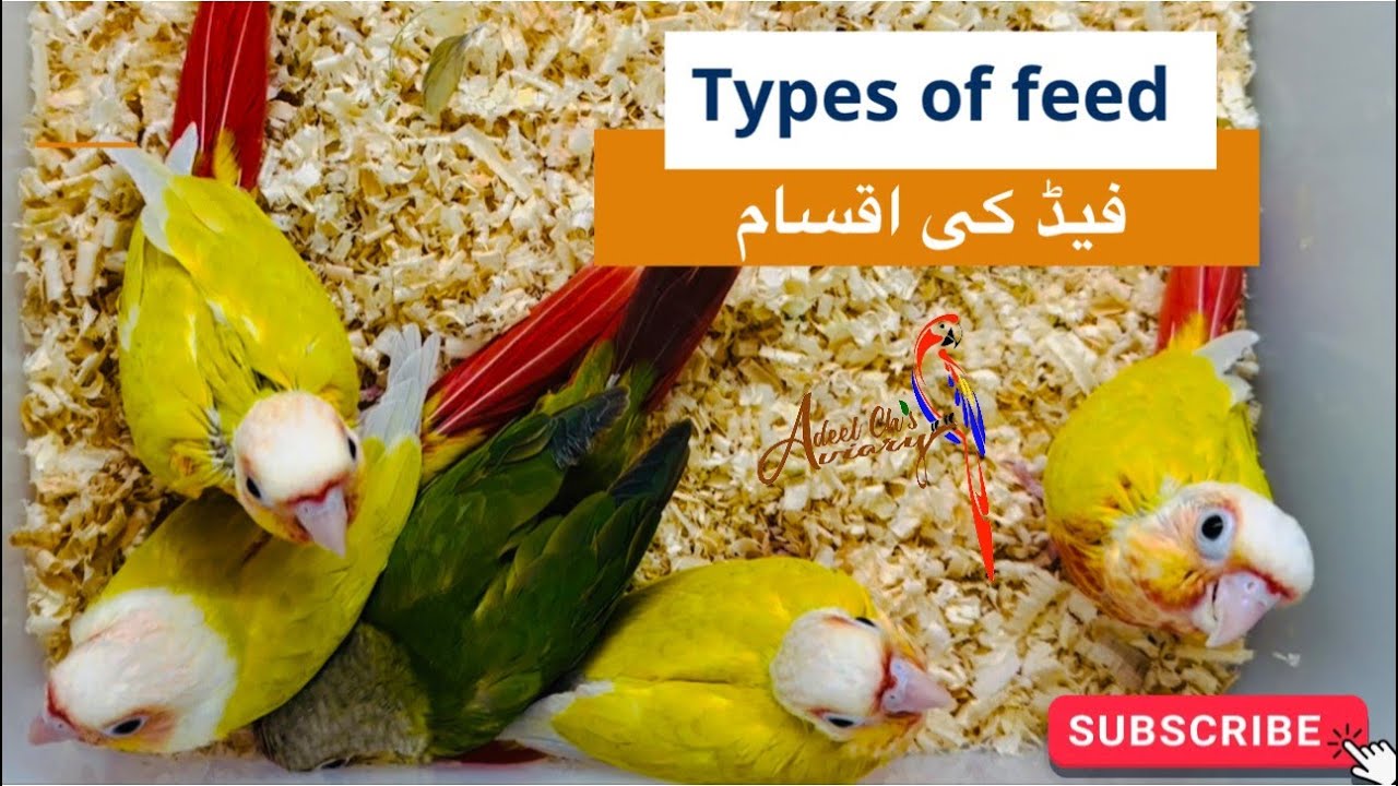 Types of hand feeds #parrots #breedingtips #breedingbirds #pets #exotic #handfeeding #parrot #pet