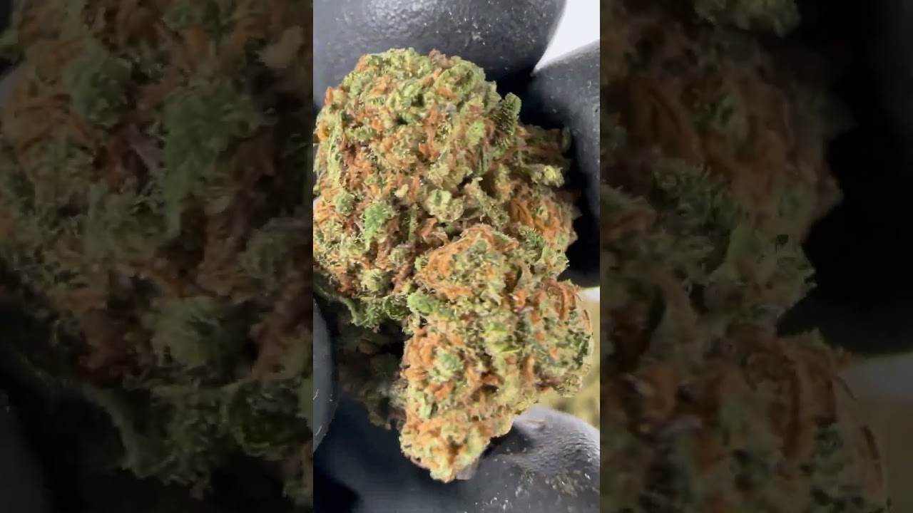 CBD Mango Kush - Cannabis Legale