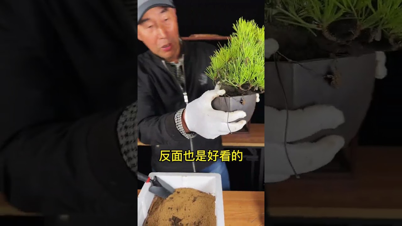 松树盆景春季换盆进阶版。35年左右盆龄的小品黑松是什么样子的？#盆景 #黑松盆景 #盆景制作 #盆景艺术 #精品盆景