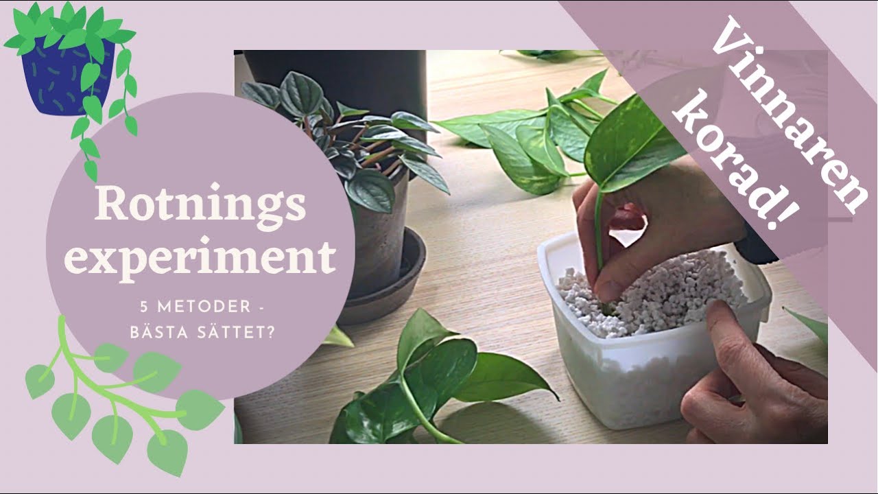 Rotning experiment - bästa sättet att ta sticklingar! - Del 2
