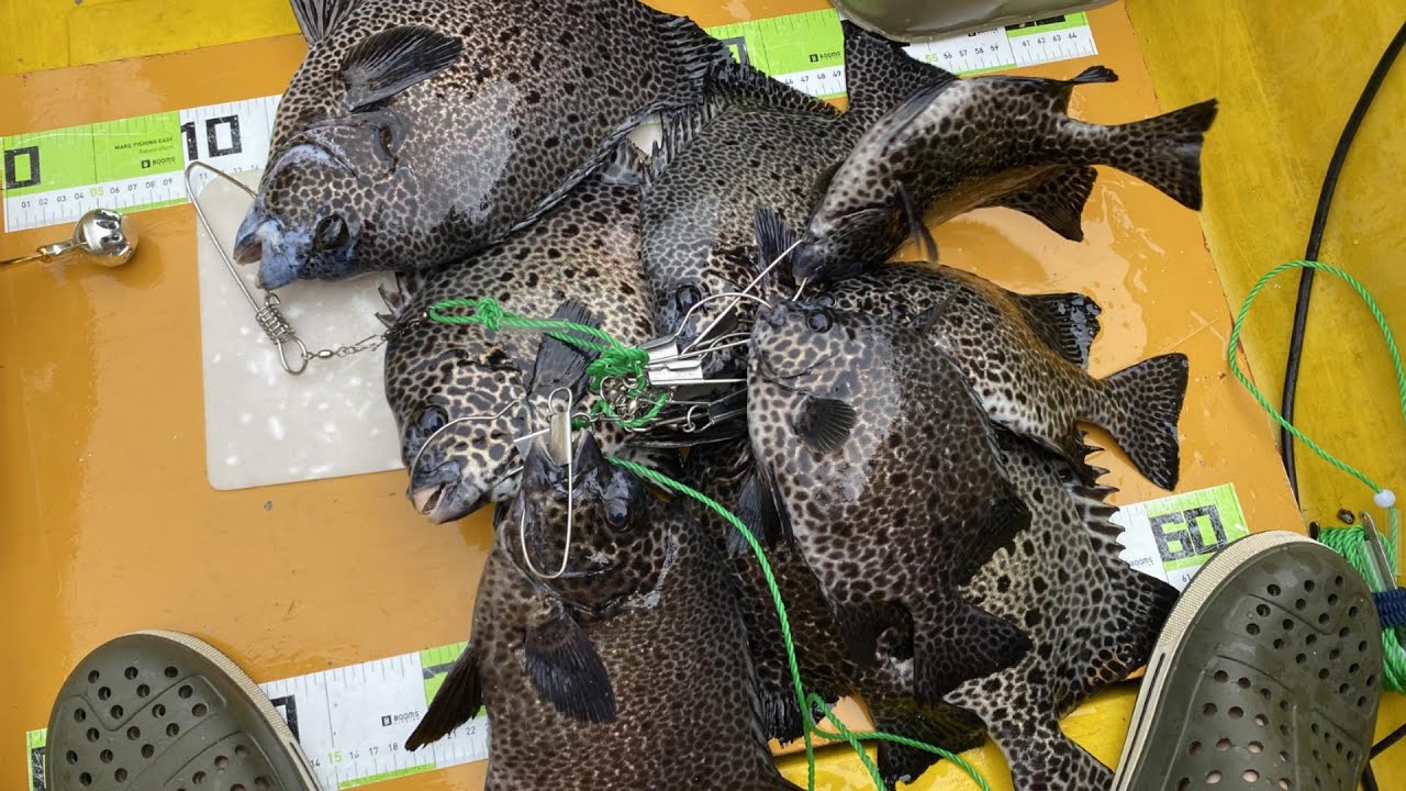 【前打ち石鯛】　8月　イシガキダイのアタリと合わせ　40㎝～25㎝