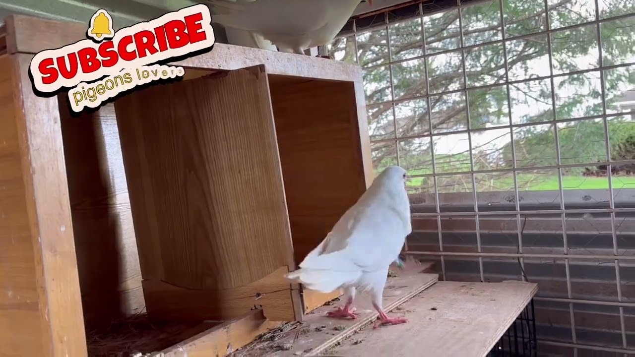 Pigeons lovers &ldquo;