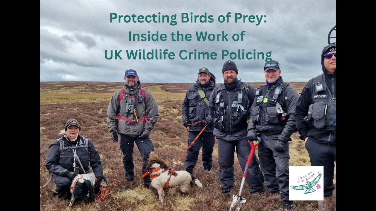 Protecting Birds of Prey – Inside the Work of UK Wildlife Crime Policing