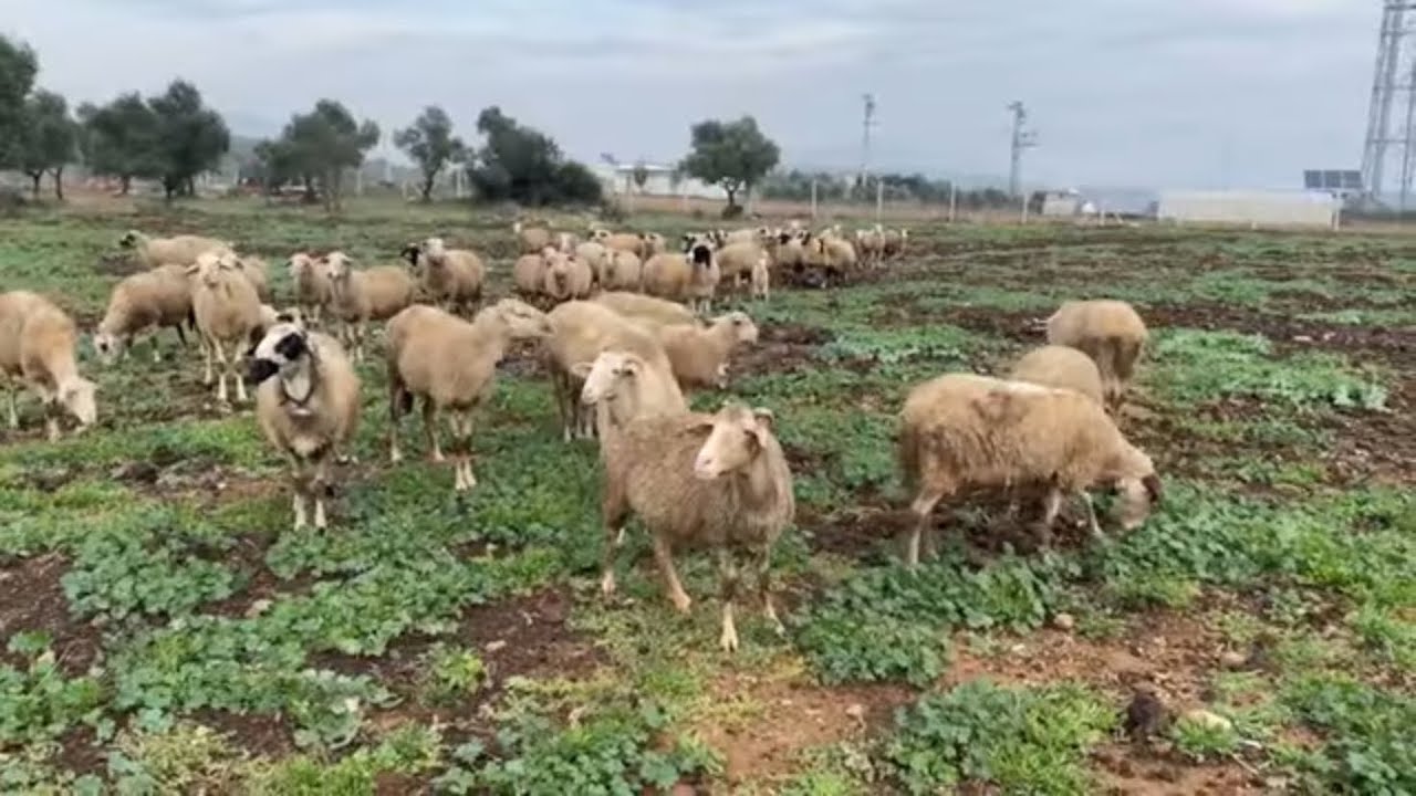 KOYUN SÜTÜNDEN PEYNİR YAPARAK İNANILMAZ PARA KAZANIYOR