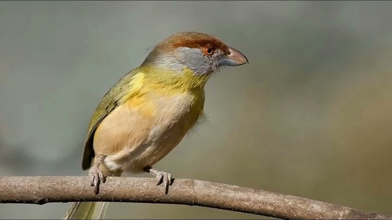 Juán Chiviro Cantando, Lindo Sonido.