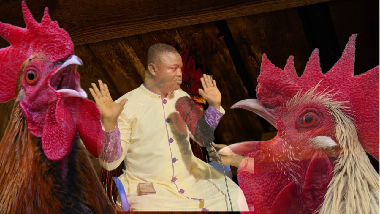 If You Hear A Chicken Cry At Night, It is A Warning Sign, Go Back! - Tete Difou