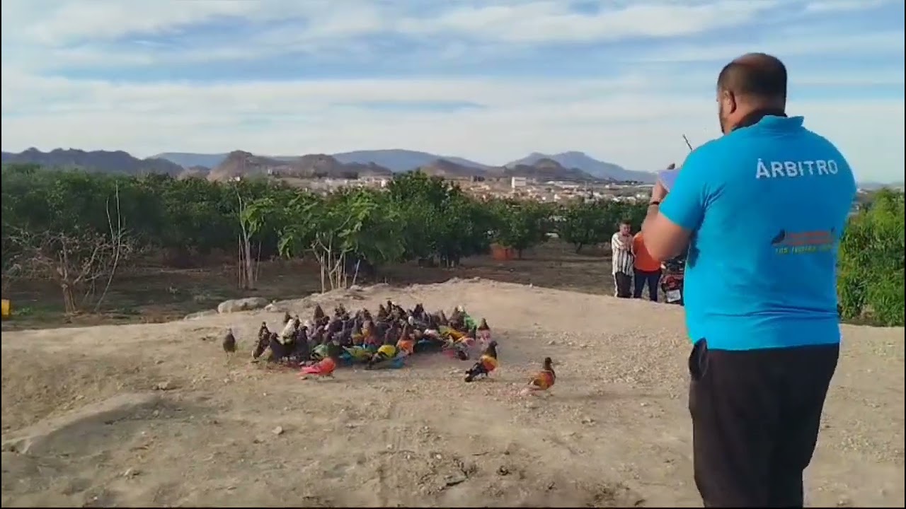 1°Prb.Gran Concurso De Palomos Deportivos Los Torraos 2024 🕊️ Mora Venus De Vigueras.10-5-24.
