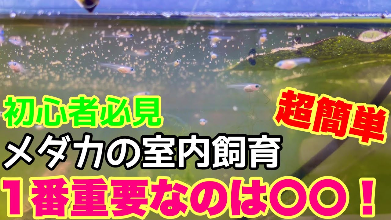 冬でもメダカを楽しめる！簡単室内飼育方法！室内越冬！フィルター無しでもOK！室内加温飼育　メダカ睡蓮ビオトープ　めだか