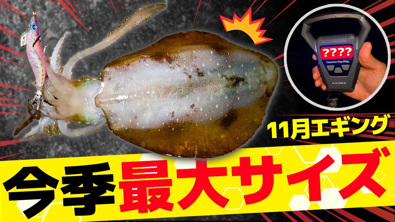 【エギング】今年はデカい!?11月もイカはまだ元気一杯!【淡路島】