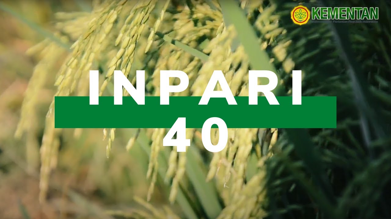 Petani di Cirebon Puas dengan Padi Inpari 40 - Vlog