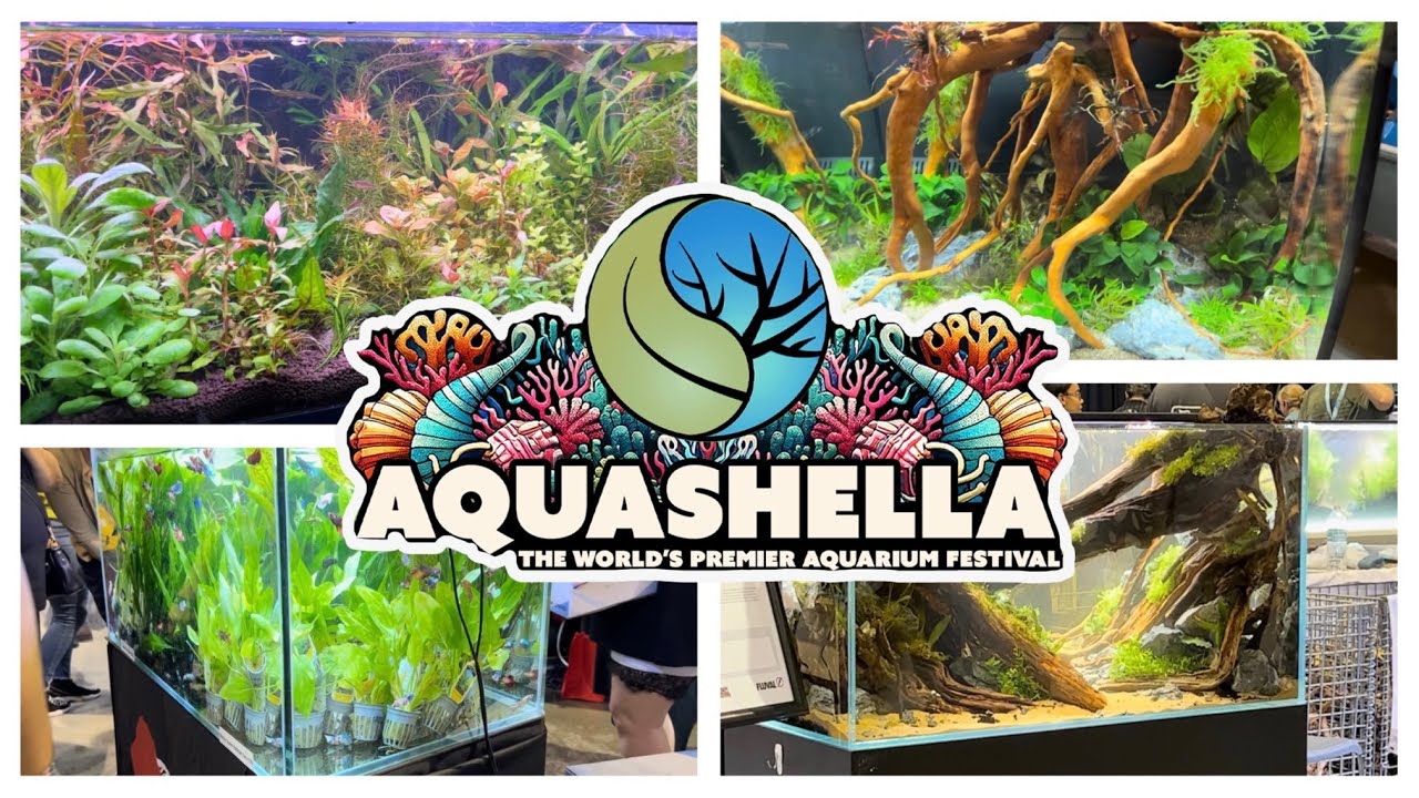 My Experience at Aquashella Daytona!