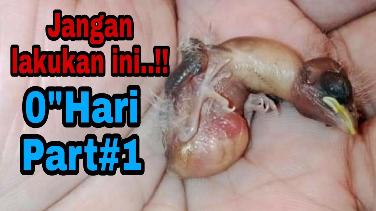 PART#1 KALOW MAU NEKAT G MASALAH.LOLOH ANAKAN USIA 0 HARI.