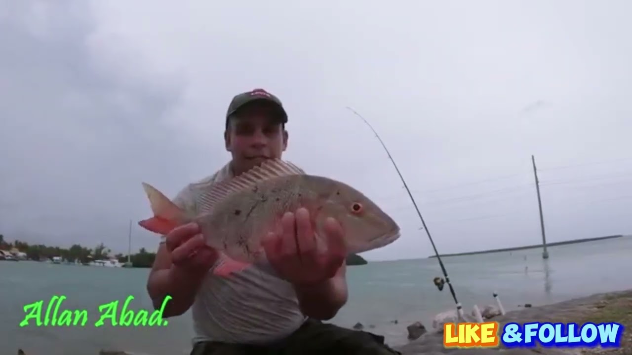 ESTE PESQUERO EN ISLAMORADA SIEMPRE DA MUY BUENOS PESCANDO CON CARNADA VIVA @allanabad