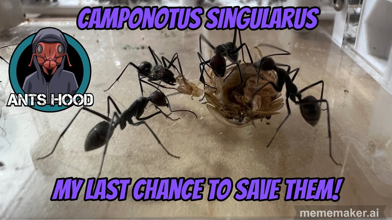 Camponotus singularus, My last chance to save them.