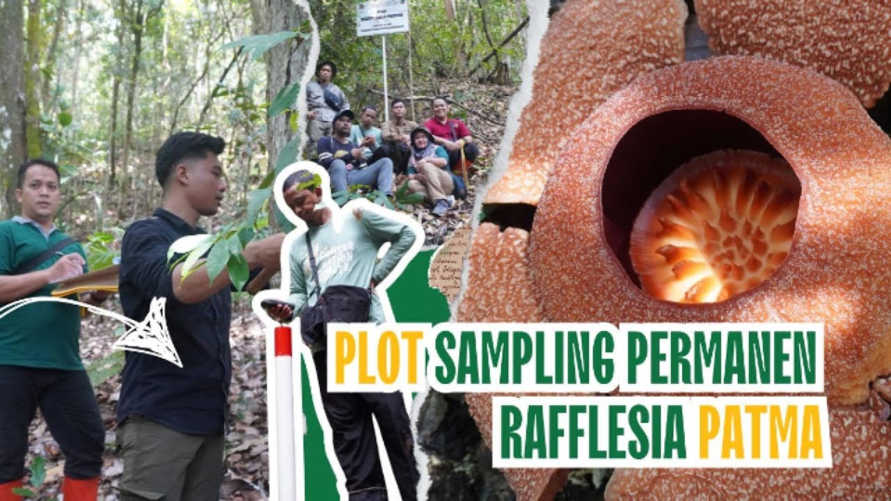Pembuatan Permanen Sampling Plot Rafflesia patma