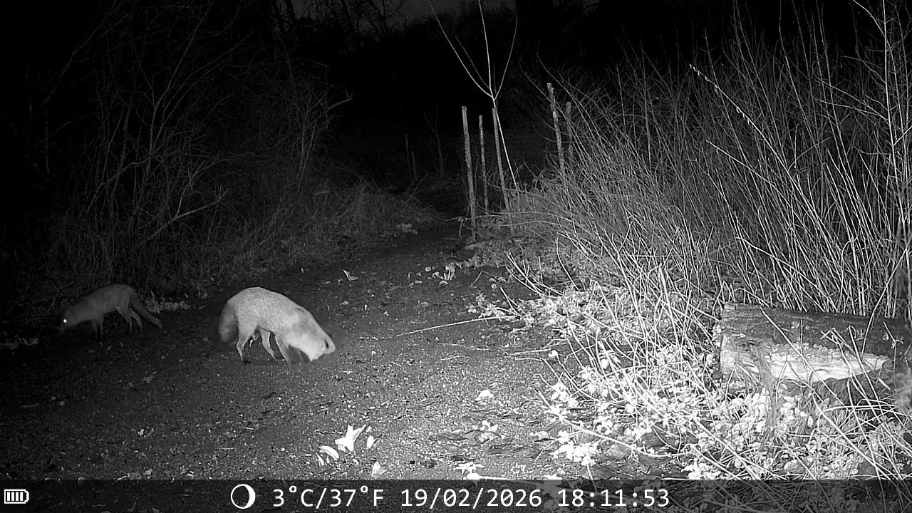 What did the Trail Camera see in the night.