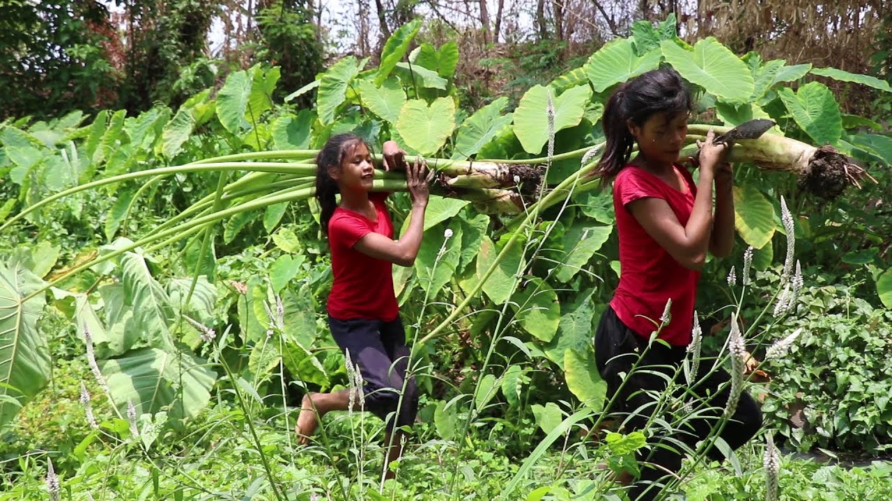 Find Natural Taro in Forest to Cook Taro Dessert Taste delicious for Lunch - My Natural Food ep 28