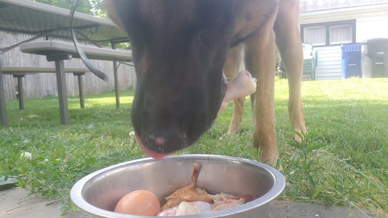 Part 2. Belgian Malinois  Kayne eating Raw... close up eating 👀 👀 👀 👀 will he bite my hand???