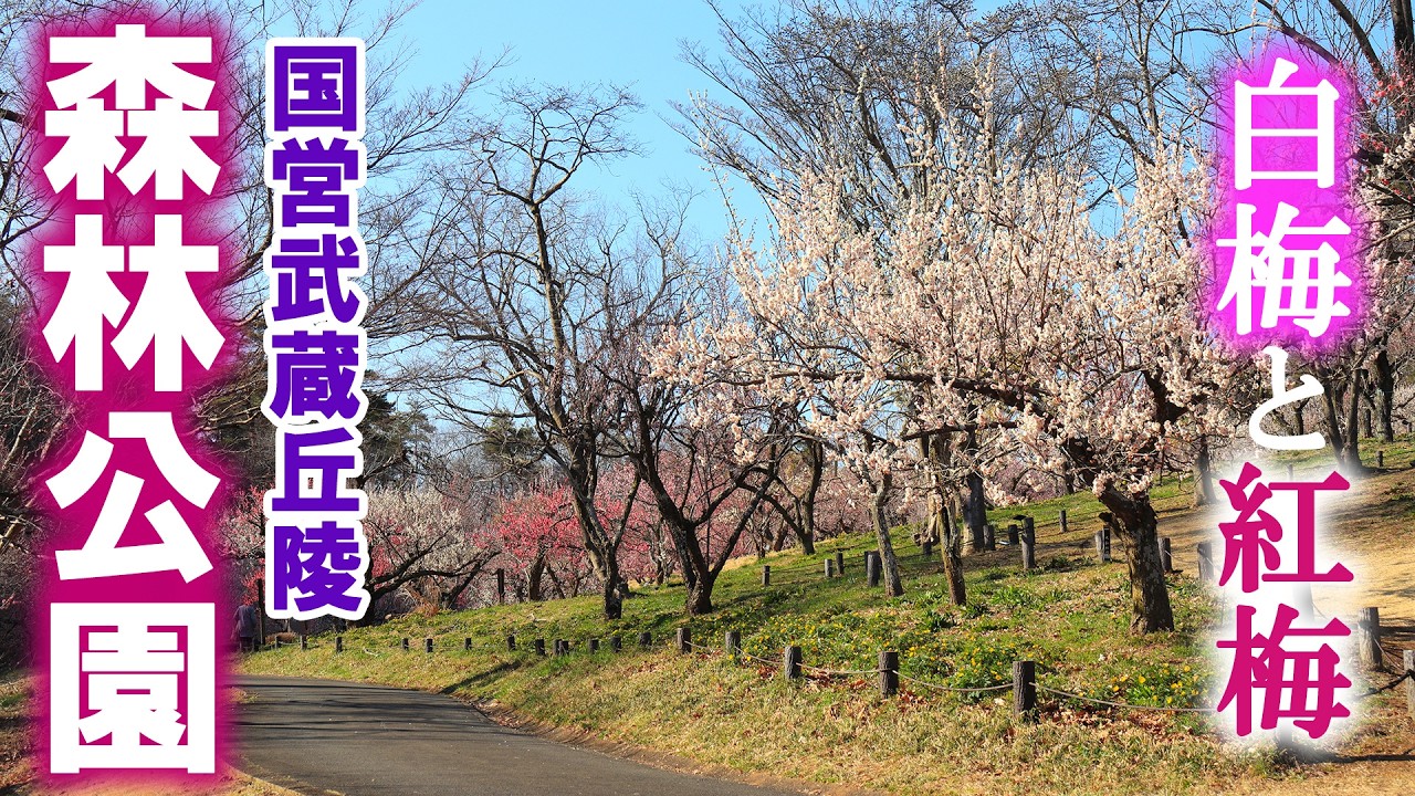 国営武蔵丘陵森林公園の広大で素敵な梅林へ行きました/勝田の梅林/埼玉観光旅行vlog