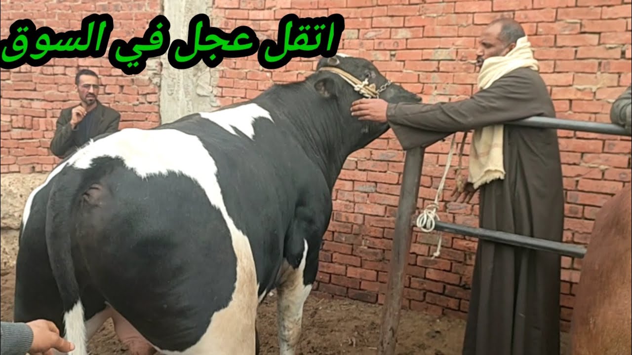 الجزار خايف من كلام التاجر وعايز يوزن العجل عشان يطمن ومحتار يشتري ميزان ولا بيع وشراء أعلي سلالات