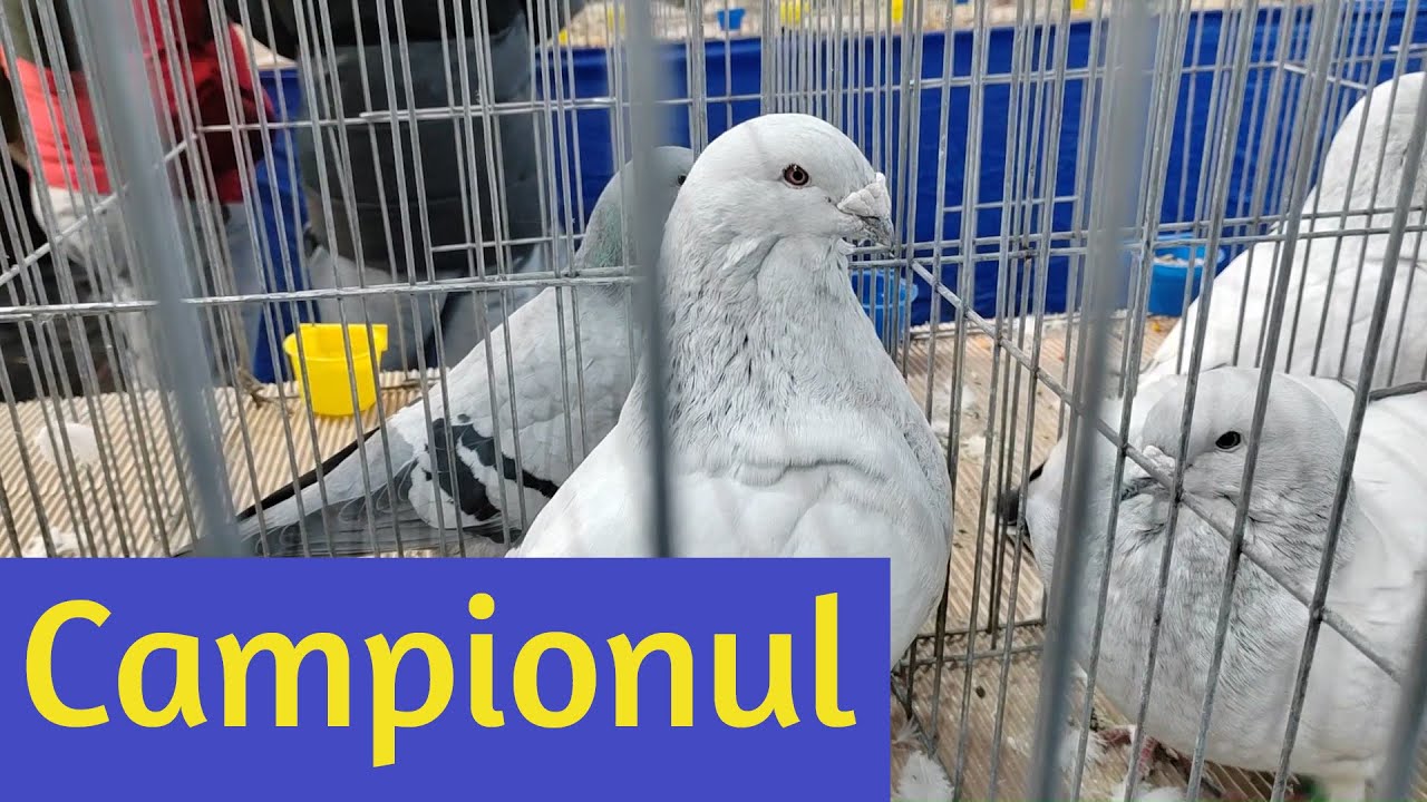 Expozitia porumbei Ludus 03-05.01.2025