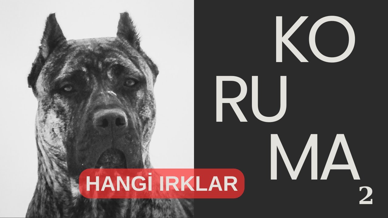 2 - KORUMA EĞİTİMİ VERİLEBİLECEK EN İYİ KÖPEK IRKLARI  #malinois #dutchshepherd #germanshepherd