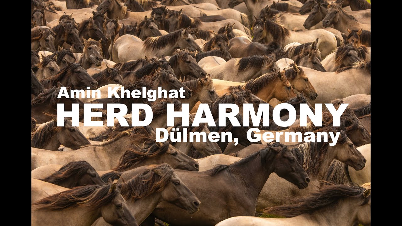 Amin Khelghat- Herd Harmony (behind the scenes video) - D&uuml;lmen,NRW 2025