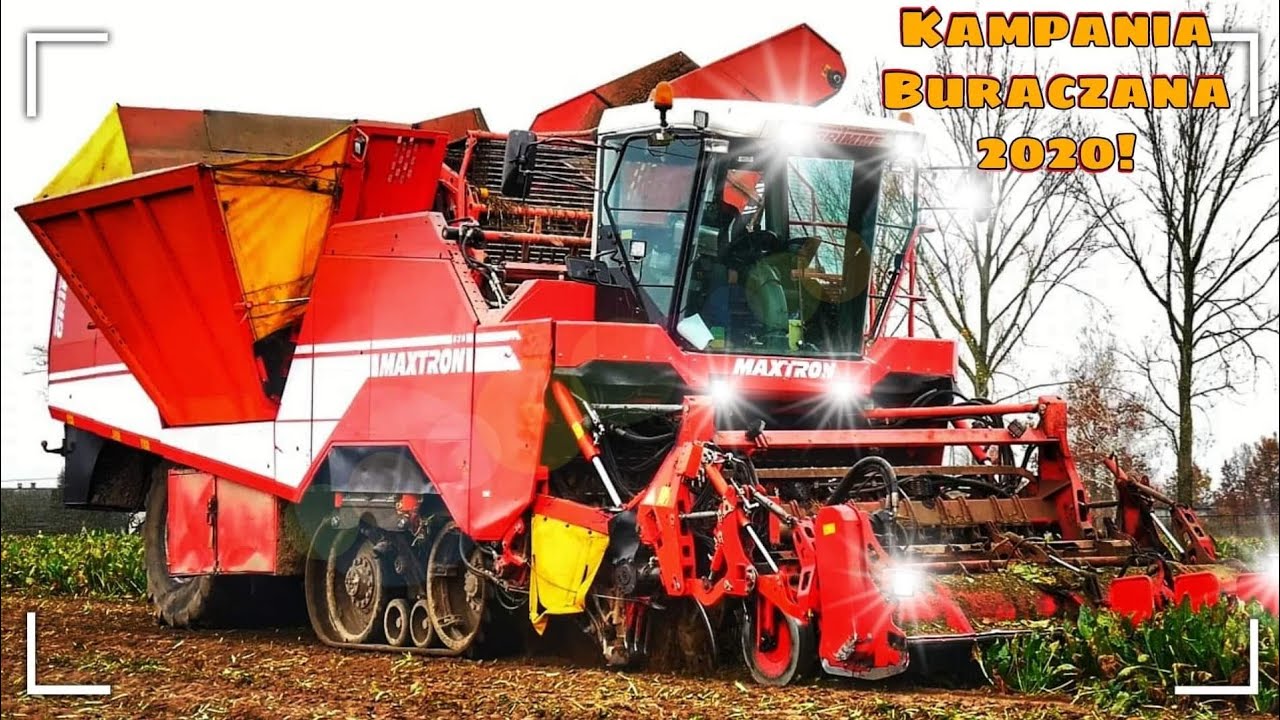 Kopanie buraków cukrowych 2020! Grimme Maxtron 620