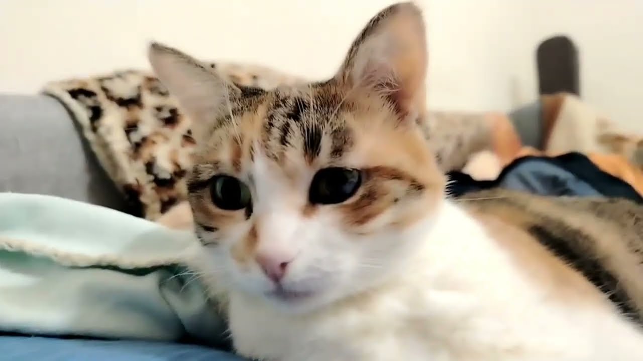 Mistična priča o calico mački