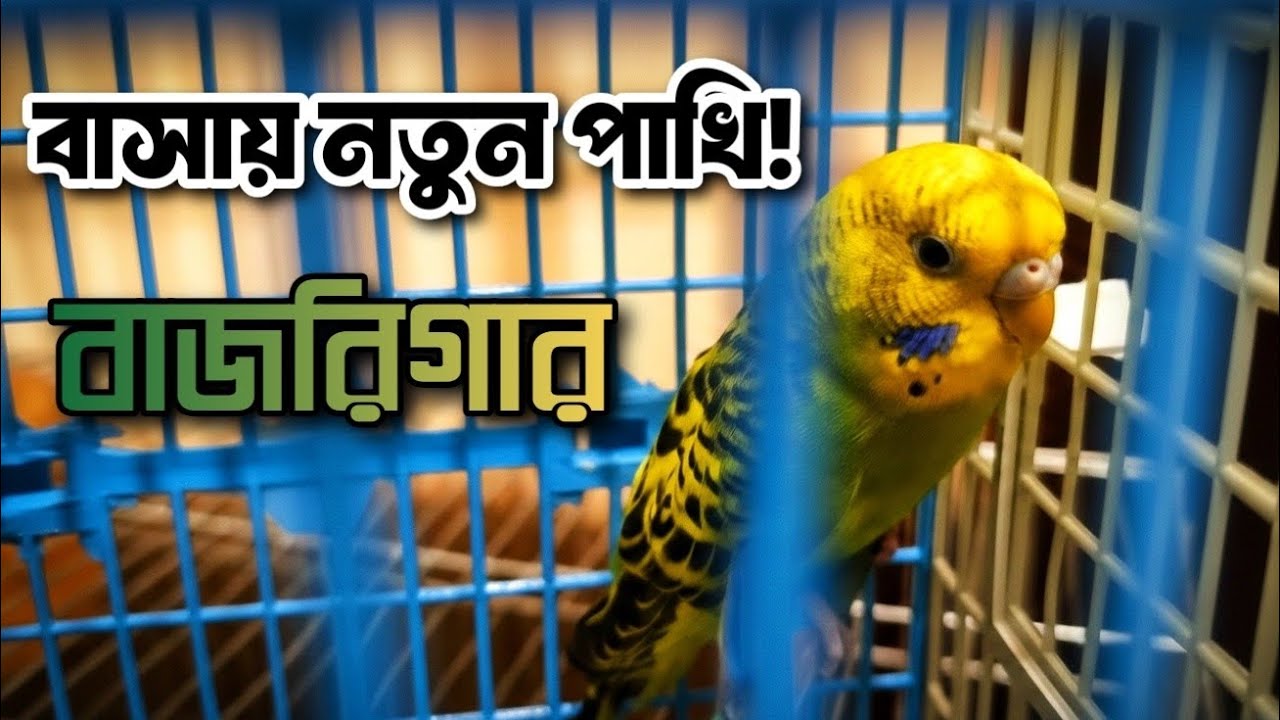 আমাদের বাসায় নতুন অতিথি! | নতুন বাজরিগার পাখি + তাদের নতুন ঘর সেটআপ | Mahmud On The Way 