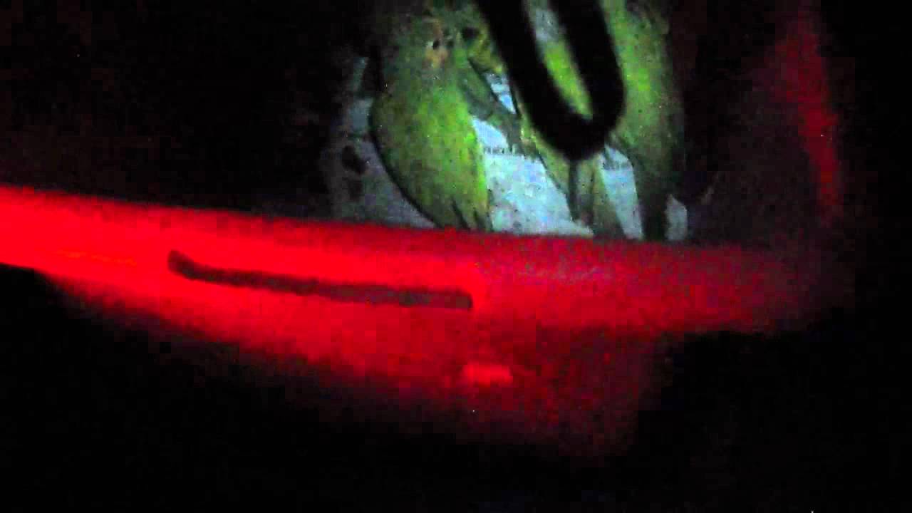 Tour of the parrot rescue crisis