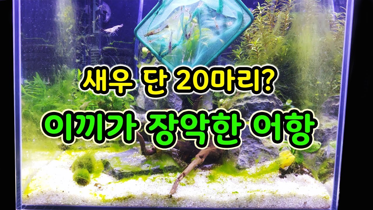 달팽이가 실패한 이끼제거 새우 20마리가 보여주는 놀라운 힘[오브리더]