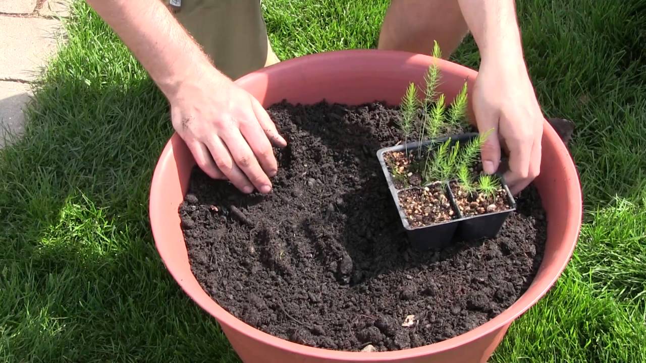 How to Grow Asparagus In Containers - Complete Growing Guide