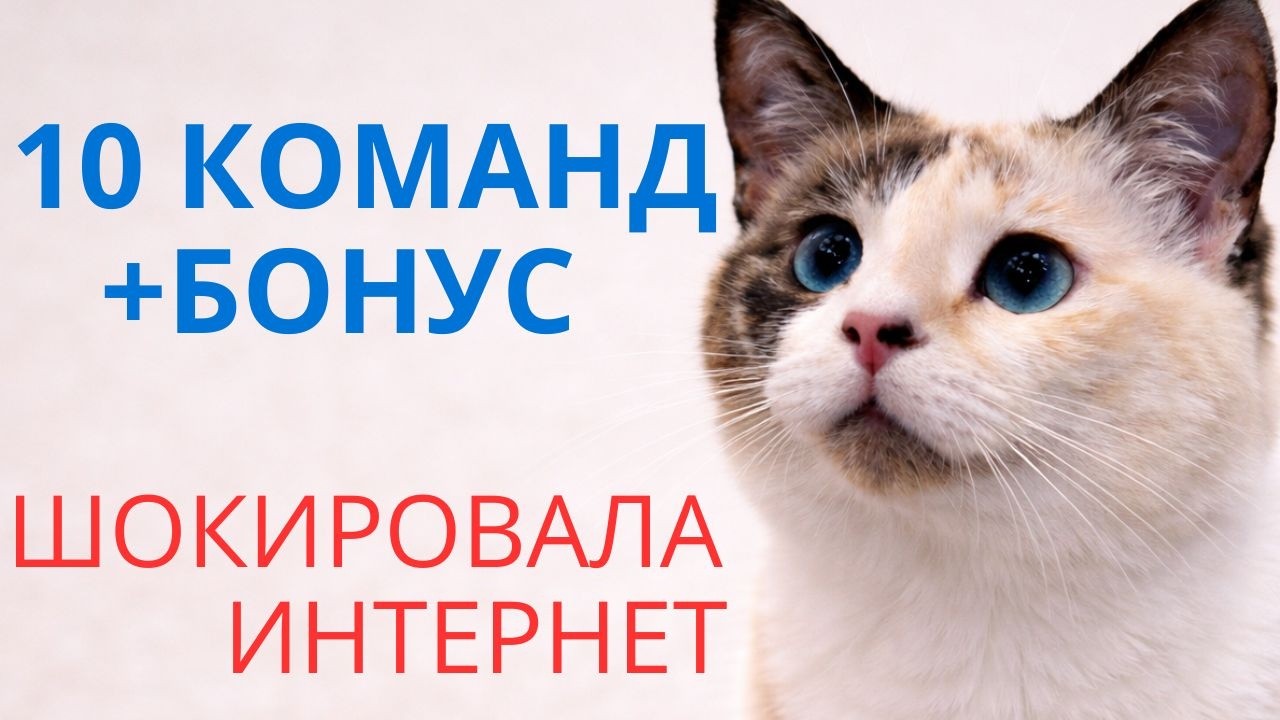 Новый рекорд!!! Паштетик ЗАКОНЧИЛСЯ за 5 минут 20 секунд, в чём дело?